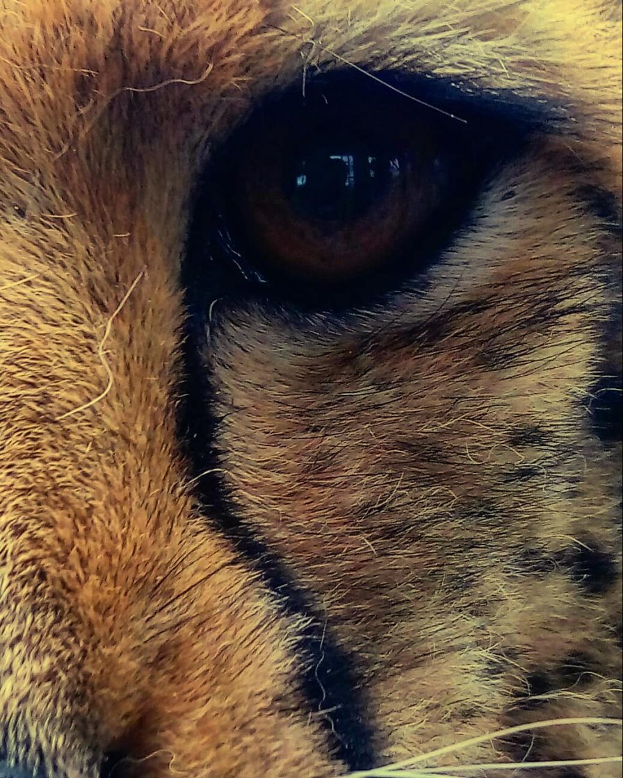 یوزپلنگ